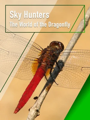 Sky Hunters – The World of Dragonfly - Sky Hunters - The World of Dragonfly (2010)